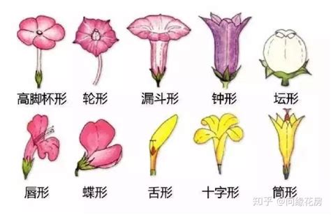 花的形狀